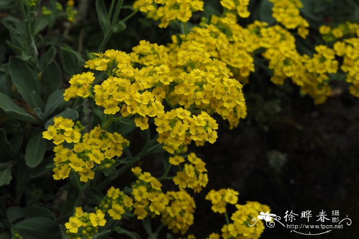 十字花科金庭荠属  岩生庭荠aurinia saxatilis