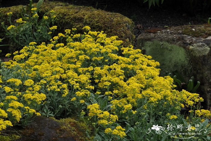 岩生庭荠Aurinia saxatilis
