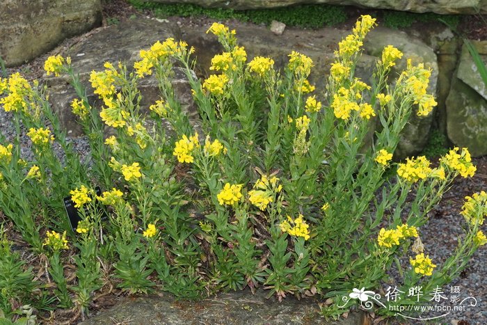 木庭荠 Alyssoides utriculata
