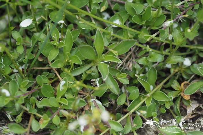加多南芥Arabis carduchorum