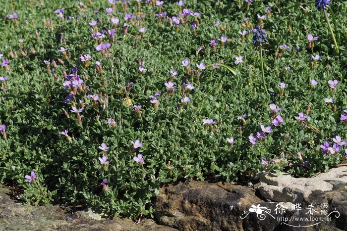 匙叶南庭荠Aubrieta deltoidea
