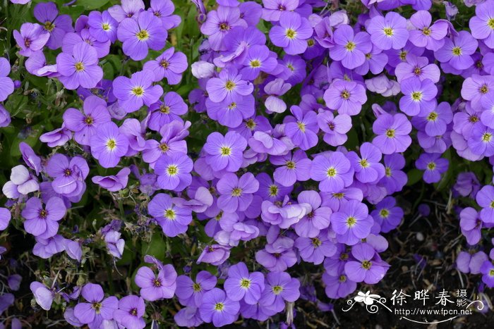 ‘蓝冰’南庭荠Aubrieta 'Glacier Blue'