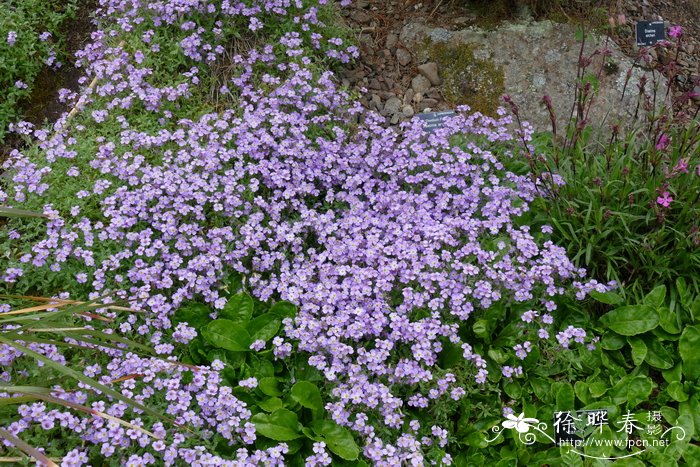 纤细南庭荠Aubrieta gracilis