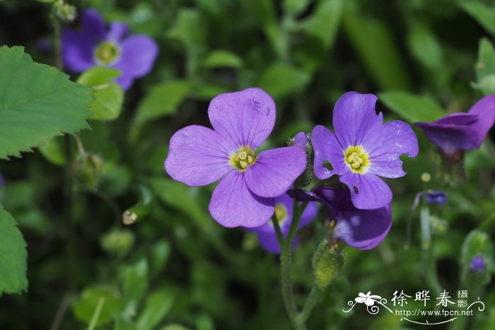 纤细南庭荠Aubrieta gracilis