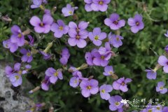 小花南庭荠Aubrieta parviflora