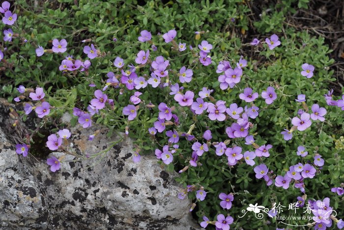 小花南庭荠Aubrieta parviflora