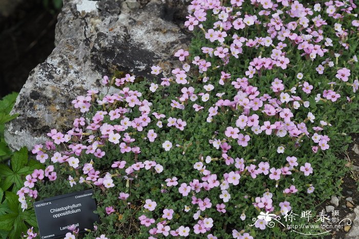 黎巴嫩南庭荠Aubrieta libanotica