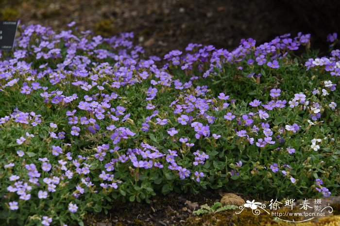 利瓦诺南庭荠Aubrieta libanotica