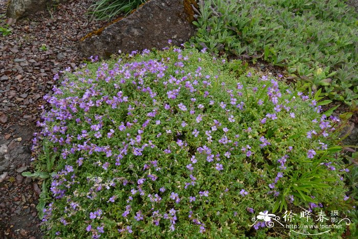 利瓦诺南庭荠Aubrieta libanotica