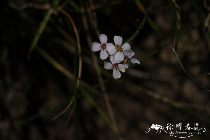 十字花科念珠芥属Neotorularia humilis蚓果芥