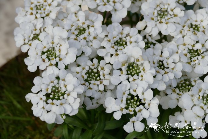 四季屈曲花Iberis semperflorens