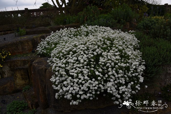 直布罗陀屈曲花Iberis gibraltarica