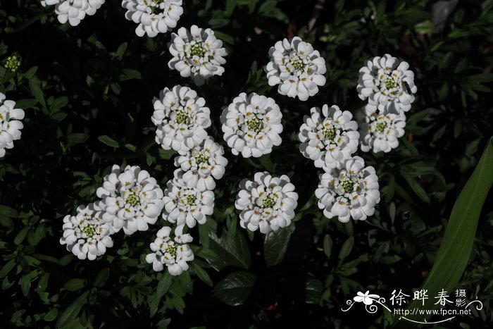 四季屈曲花Iberis semperflorens