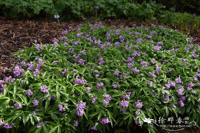 五裂叶碎米荠Cardamine pentaphyllos