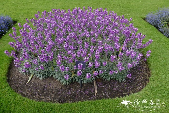 ‘淡紫鲍尔斯’糖芥Erysimum ‘Bowles Mauve’
