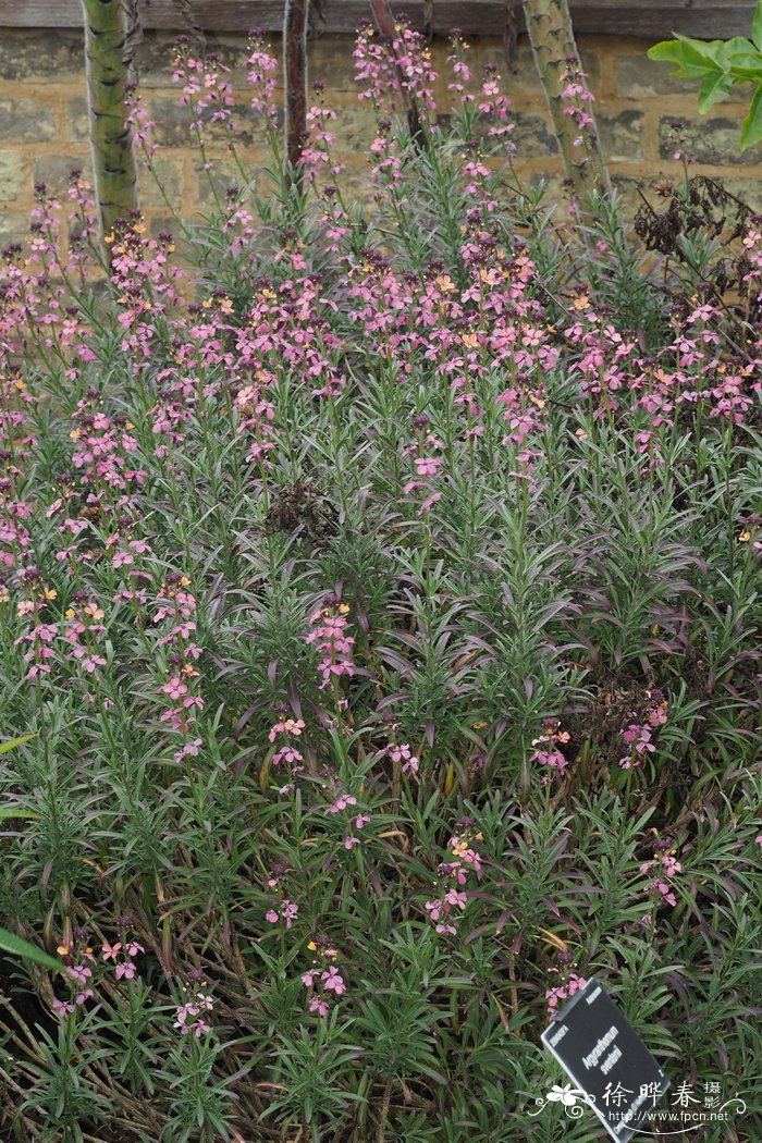 帚糖芥Erysimum scoparium