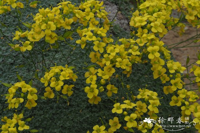 长果葶苈Draba longisiliqua