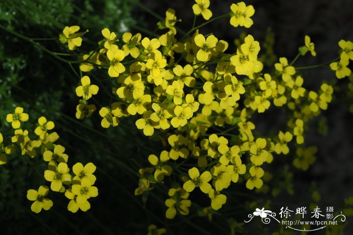 柔毛葶苈Draba mollissima