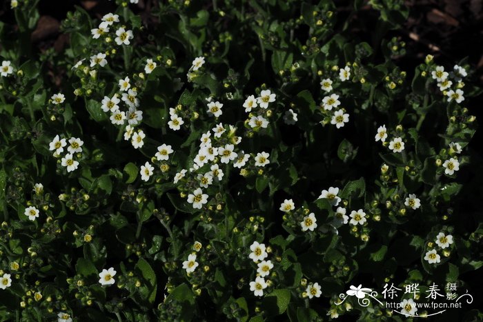 Draba sakuraii