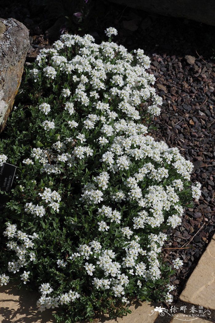 伊伯利亚岩芥菜Aethionema iberideum