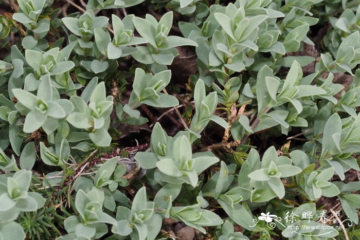 伊伯利亚岩芥菜Aethionema iberideum