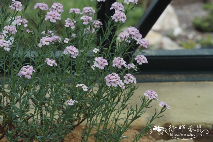 岩芥菜Aethionema coridifolium