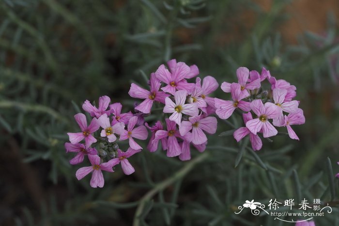 海绿岩芥菜Aethionema glaucinum