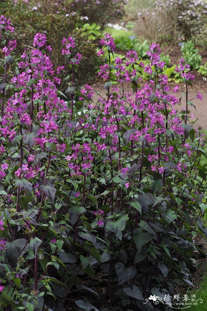 银扇草Lunaria annua
