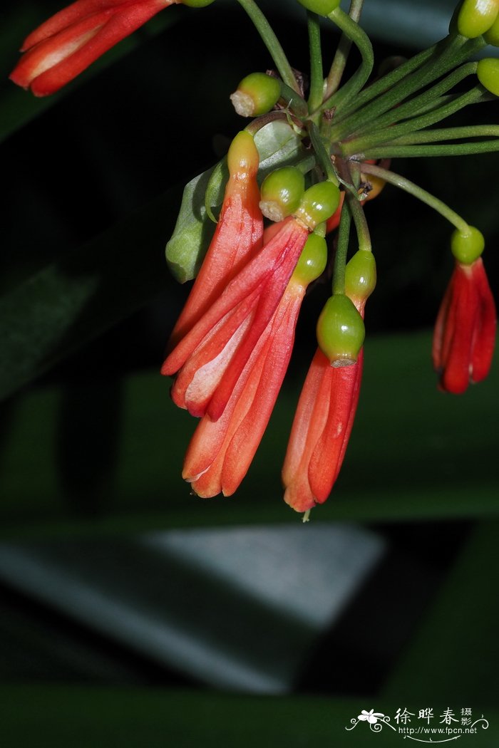 短茎君子兰Clivia caulescens