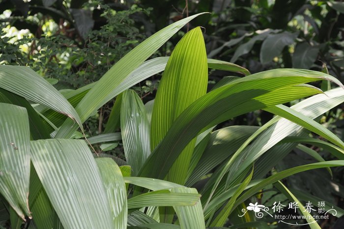 短葶仙茅curculigo breviscapa