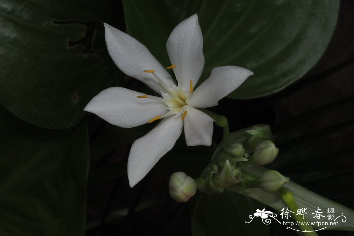 假玉簪Proiphys amboinensis