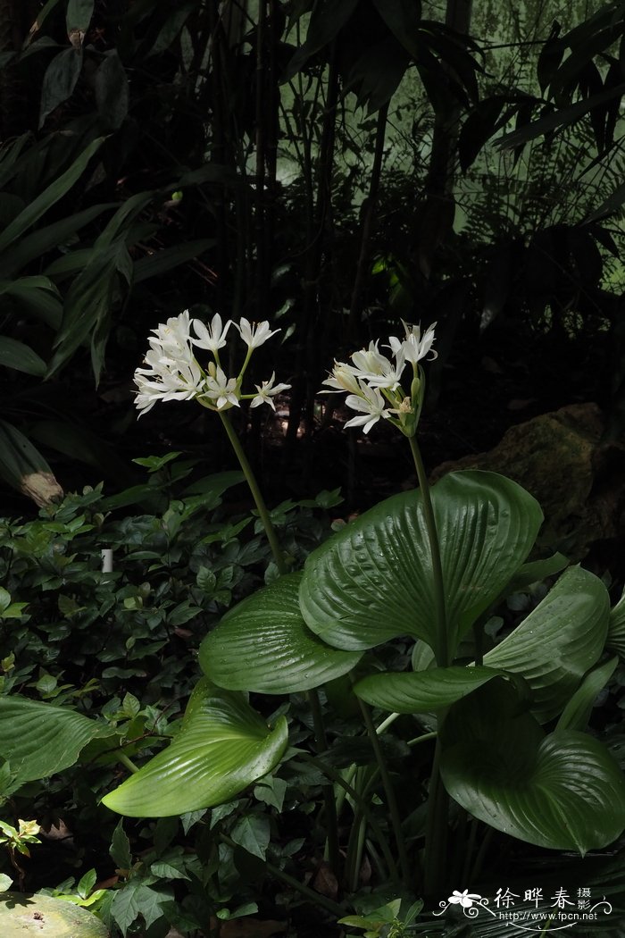 假玉簪Proiphys amboinensis