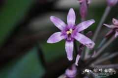 芳香紫娇花Tulbaghia simmleri