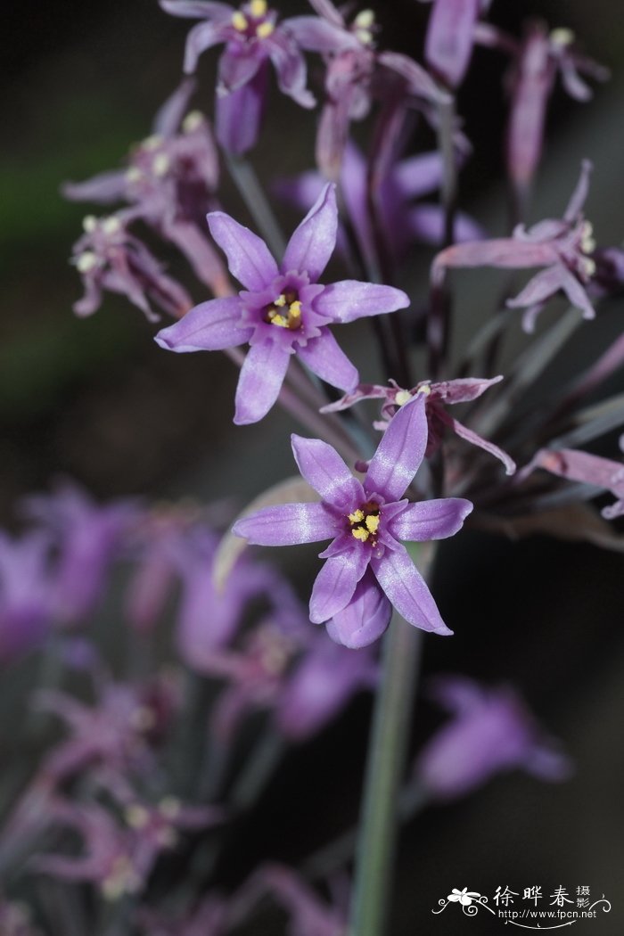 芳香紫娇花Tulbaghia simmleri