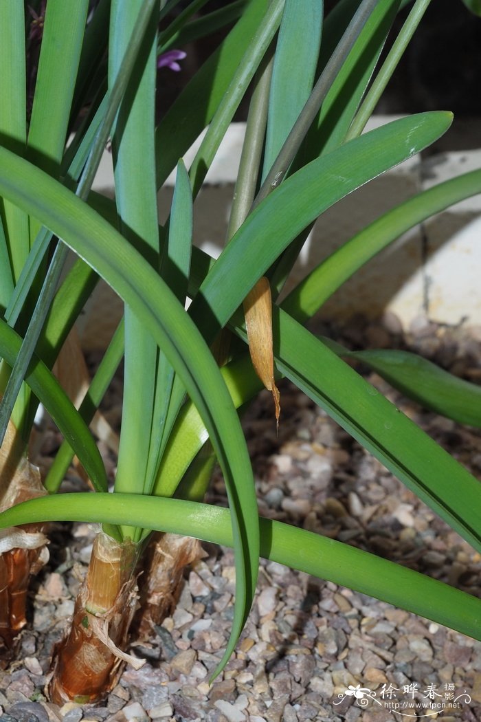 芳香紫娇花Tulbaghia simmleri