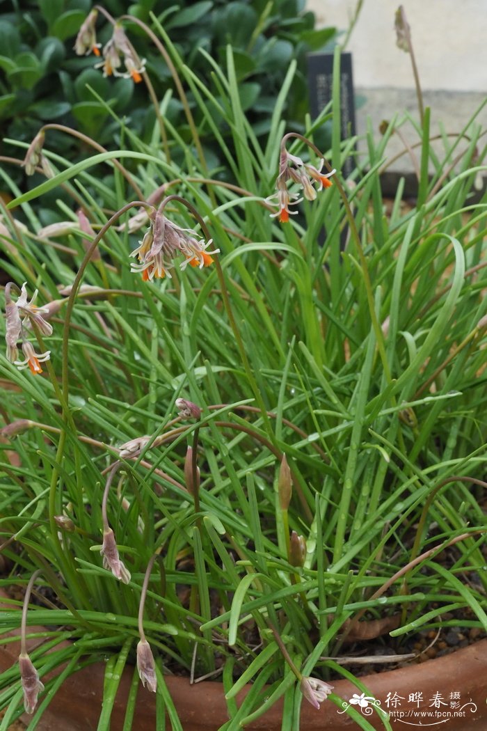 Tulbaghia alliacea