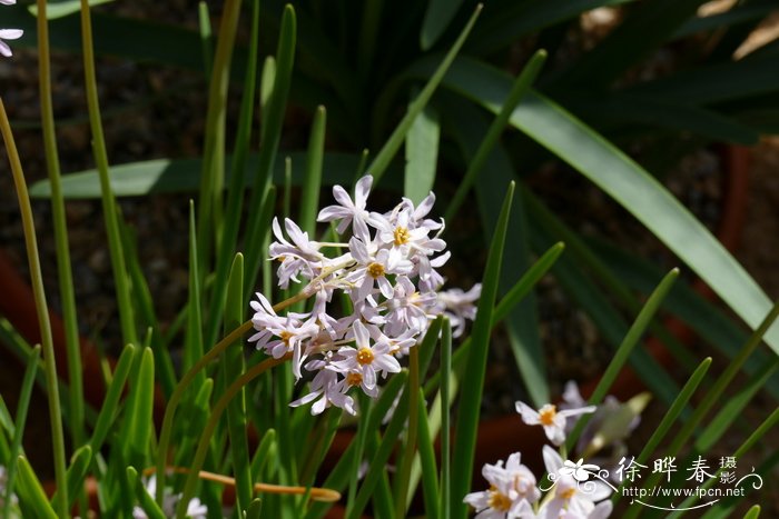 纳塔尔紫娇花Tulbaghia natalensis
