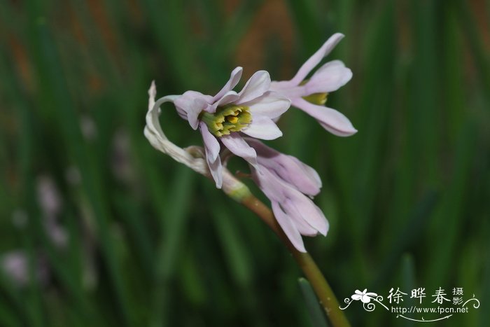 纳塔尔紫娇花Tulbaghia natalensis