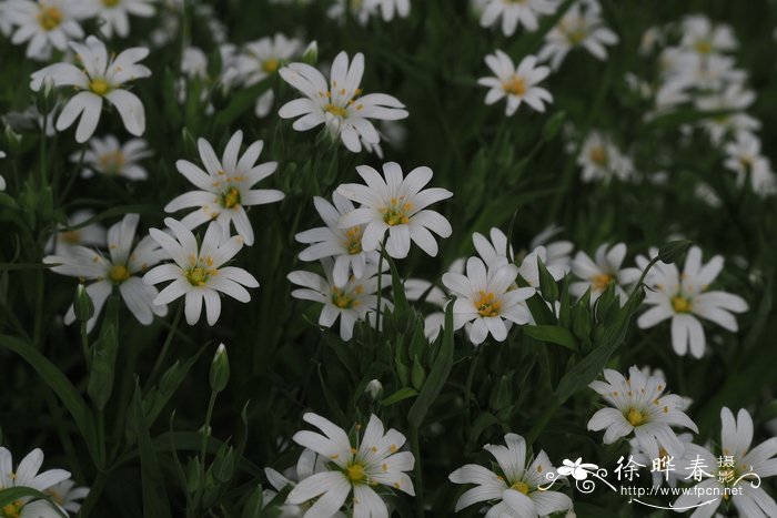 硬骨繁缕Stellaria holostea