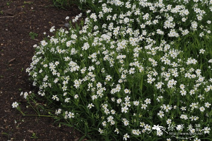 硬骨繁缕Stellaria holostea