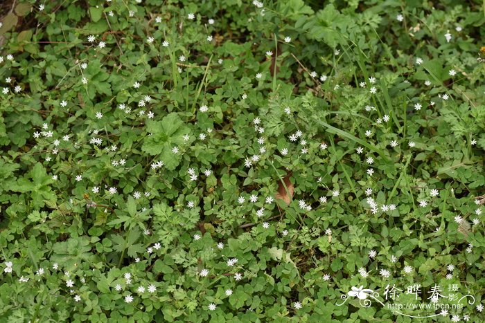 沼生繁缕Stellaria palustris