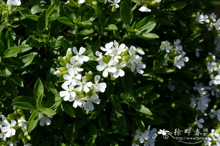 ‘白花’罗勒叶肥皂草Saponaria ocymoides ‘Snow Tip’