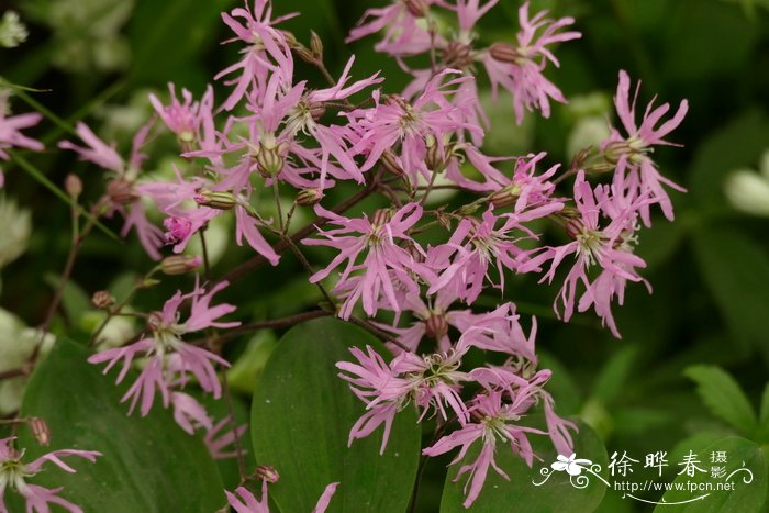 布谷鸟剪秋罗Lychnis flos-cuculi
