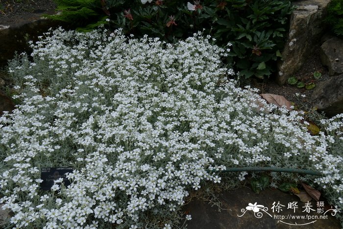 绒毛卷耳Cerastium tomentosum