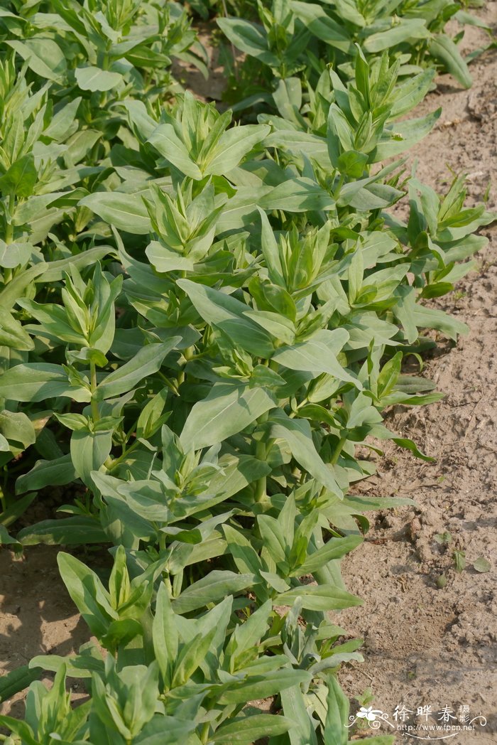 麦蓝菜vaccariahispanica
