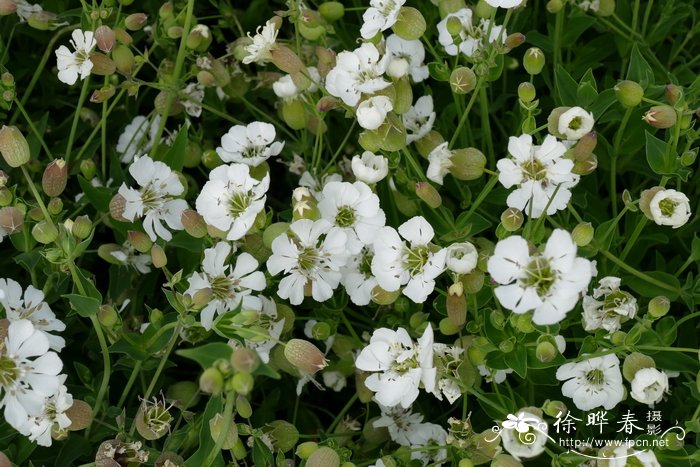 海滨蝇子草Silene uniflora