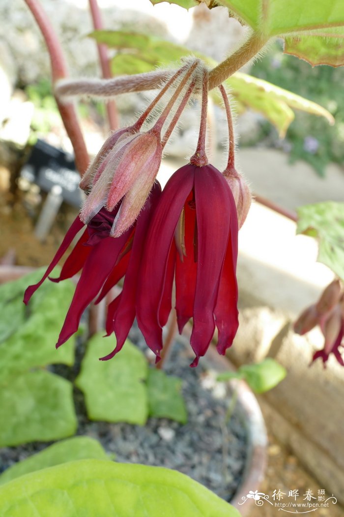 ‘彩斑’八角莲 Dysosma versipellis ‘Spotty Dotty’