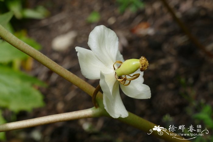 北美桃儿七Podophyllum peltatum