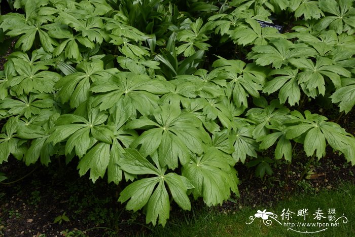 北美桃儿七Podophyllum peltatum