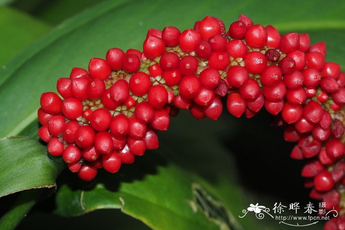 狭叶花烛Anthurium bakeri